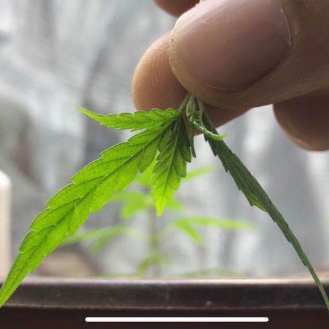 S.Sons_FIM(AKA_april9) growlog photo: ss_topping