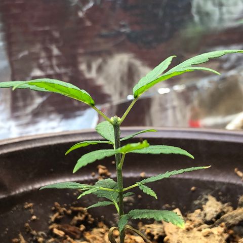 S.Sons_FIM(AKA_april9) growlog photo: ss_topping