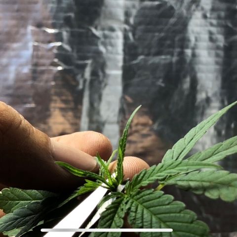 S.Sons_FIM(AKA_april9) growlog photo: ss_FIMming