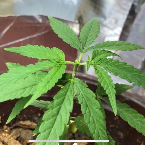 S.Sons_FIM(AKA_april9) growlog photo: ss_FIMming