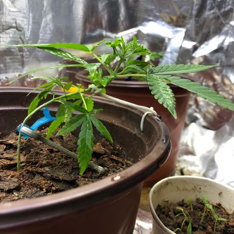 S.Sons_FIM(AKA_april9) growlog photo: First Training
