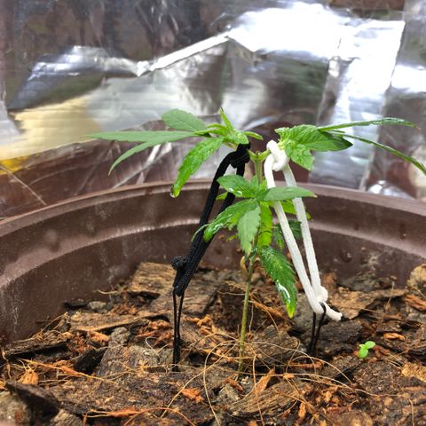 S.Sons_FIM(AKA_april9) growlog photo: First Training
