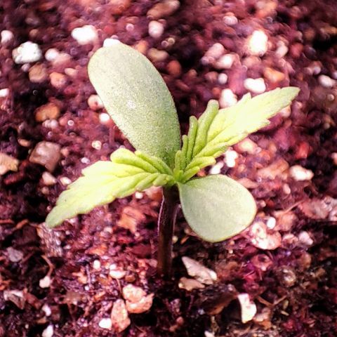 Auto Critical Orange Punch growlog photo: Dia 2
