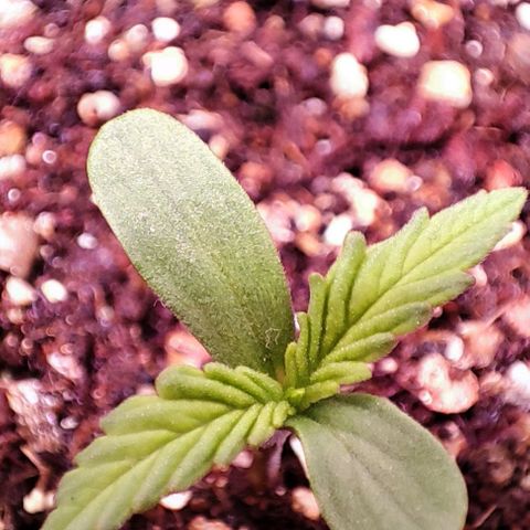 Auto Critical Orange Punch growlog photo: Dia 2