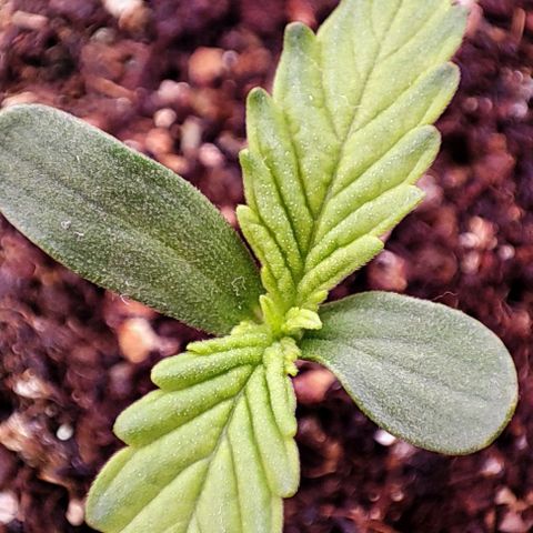 Auto Critical Orange Punch growlog photo: Dia 3