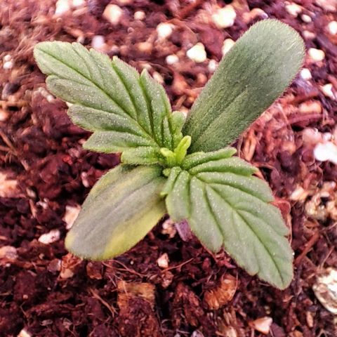 Critical Purple growlog photo: Dia 2