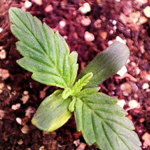Critical Purple growlog photo: Dia 3