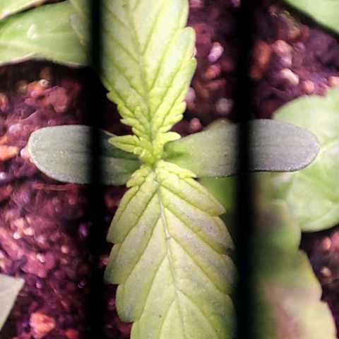 Auto Critical Orange Punch growlog photo: Dia 4