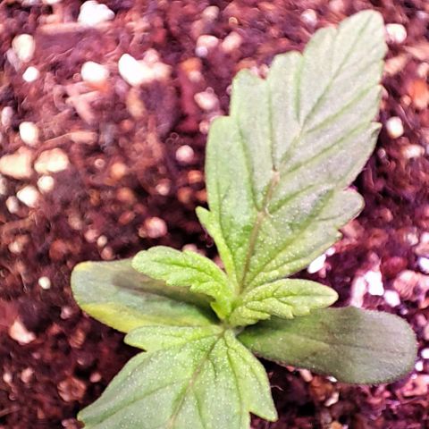 Critical Purple growlog photo: Dia 4