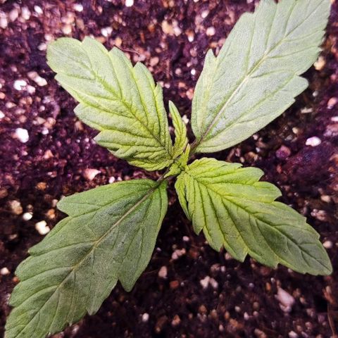 Critical Purple growlog photo: Dia 6