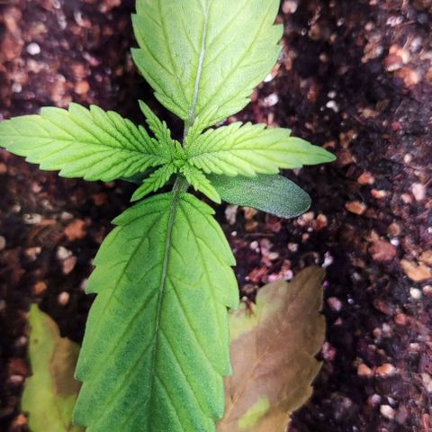 Auto Critical Orange Punch growlog timeline photo