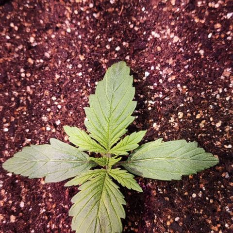 Critical Purple growlog photo: Dia 7