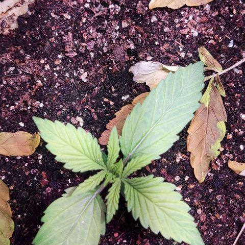 Auto Critical Orange Punch growlog photo: Dia 7