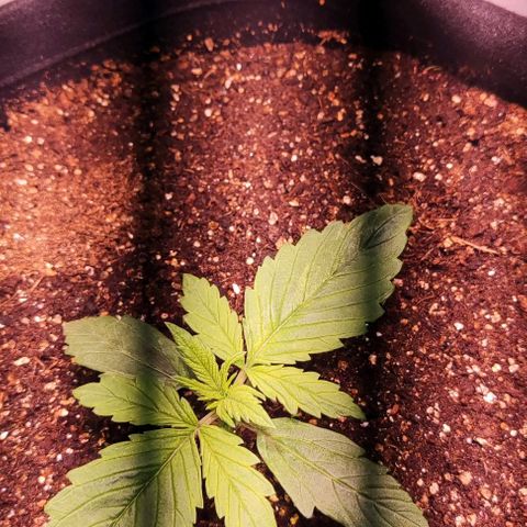 Critical Purple growlog photo: Dia 8