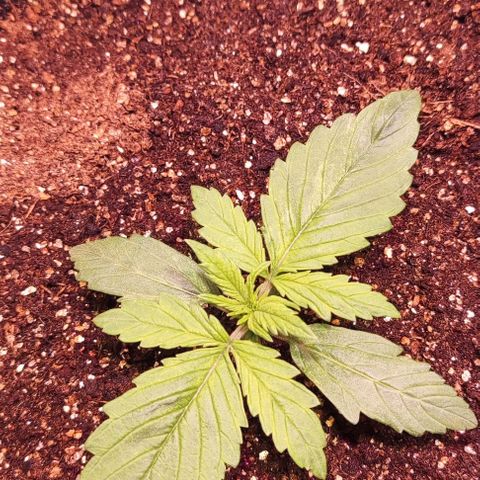 Critical Purple growlog photo: Dia 8