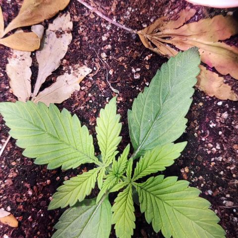 Auto Critical Orange Punch growlog photo: Dia 8