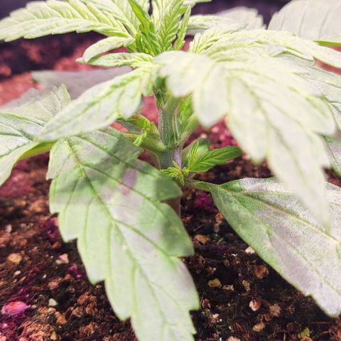 Critical Purple growlog photo: Dia 10