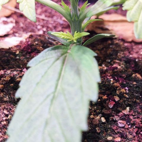 Auto Critical Orange Punch growlog photo: Dia 10