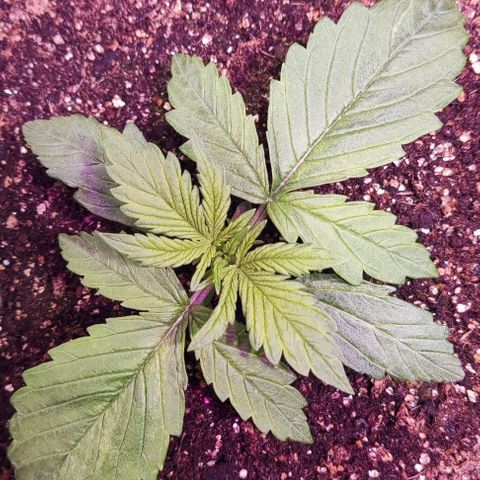Critical Purple growlog photo: Dia 9