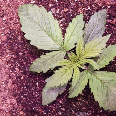 Critical Purple growlog photo: Dia 9