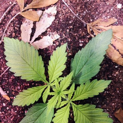 Auto Critical Orange Punch growlog photo: Dia 9