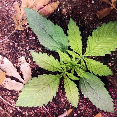 Auto Critical Orange Punch growlog photo: Dia 9