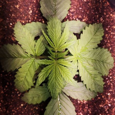 Critical Purple growlog photo: Dia 12