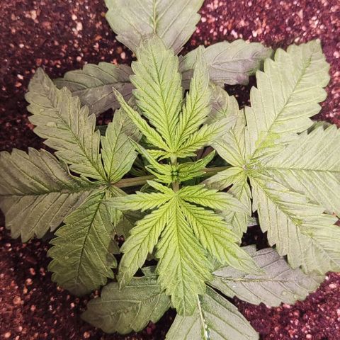 Critical Purple growlog photo: Dia 12