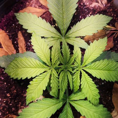 Auto Critical Orange Punch growlog photo: Dia 12