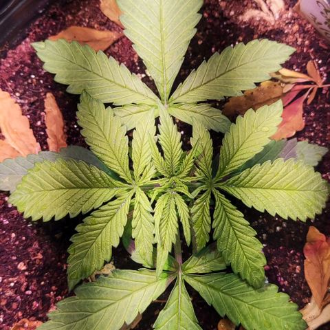 Auto Critical Orange Punch growlog photo: Dia 12