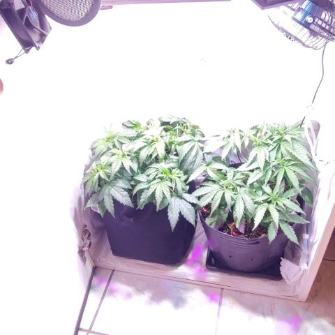 Auto Critical Orange Punch growlog photo: 21 dias