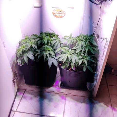 Critical Purple growlog photo: 21 dias