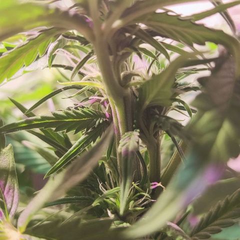 Auto Critical Orange Punch growlog photo: 6 dias de Flora 