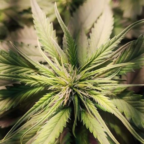 Auto Critical Orange Punch growlog photo: 6 dias de Flora 