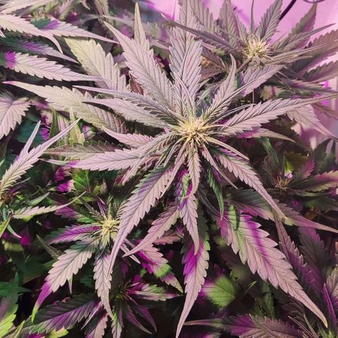 Auto Critical Orange Punch growlog photo: 36 Dias 