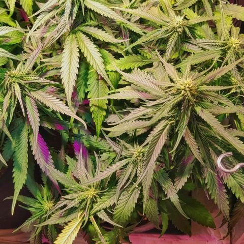 Auto Critical Orange Punch growlog photo: 40 dias