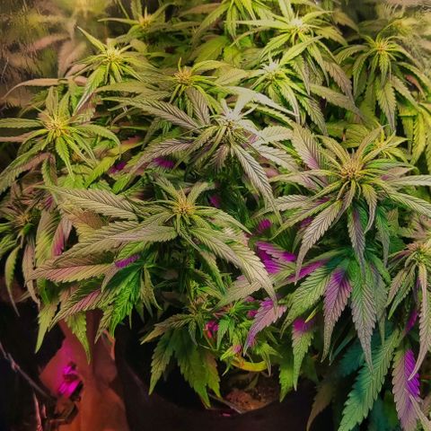 Critical Purple growlog timeline photo