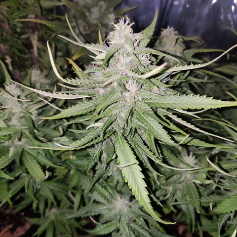 Auto Critical Orange Punch growlog photo: 55 dias