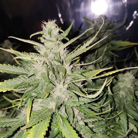 Auto Critical Orange Punch growlog photo: 55 dias