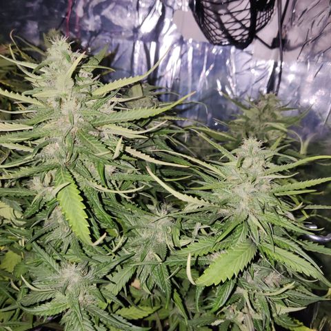 Auto Critical Orange Punch growlog photo: 55 dias