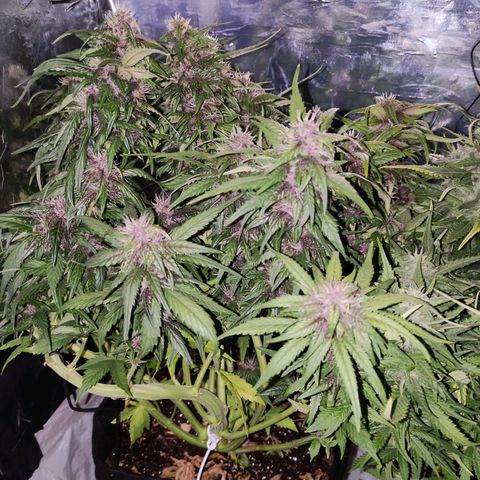 Critical Purple growlog photo: 55 Dias