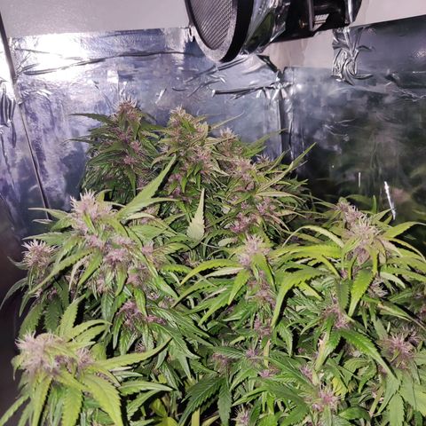 Critical Purple growlog photo: 55 Dias
