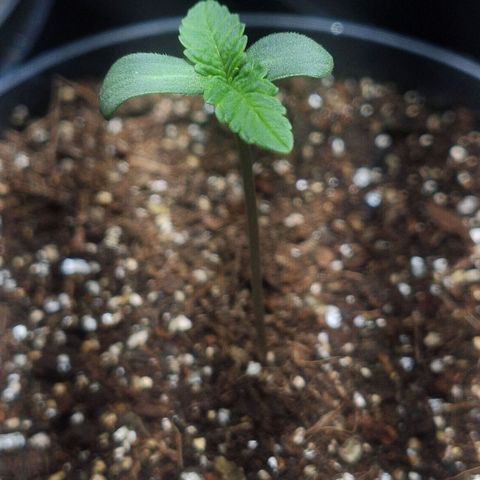 Mataro Blue Fem growlog timeline photo