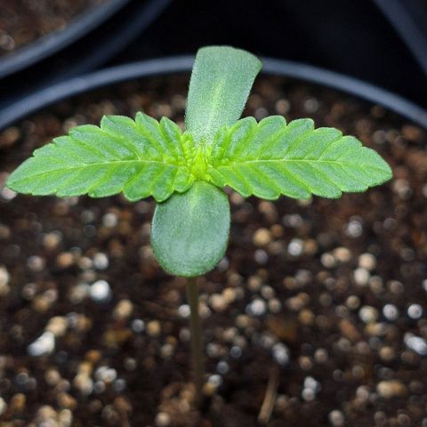 Mataro Blue Fem growlog timeline photo