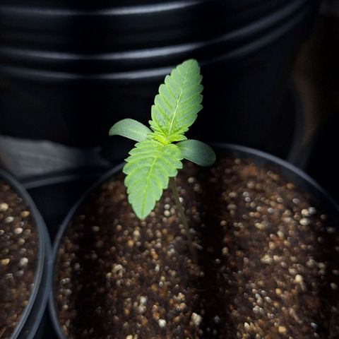 Mataro Blue Fem growlog timeline photo