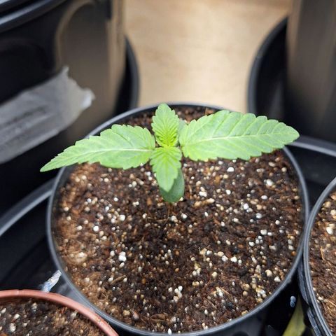Mataro Blue Fem growlog timeline photo