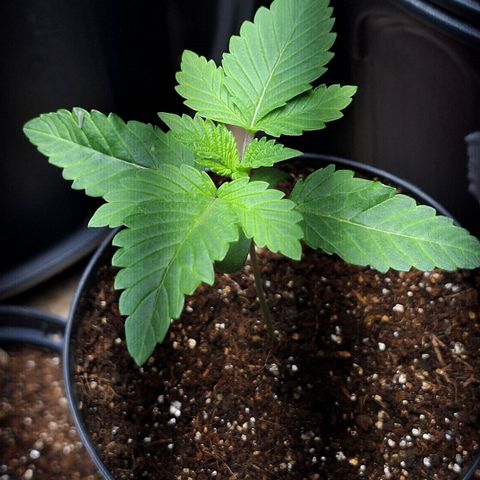 Mataro Blue Fem growlog timeline photo