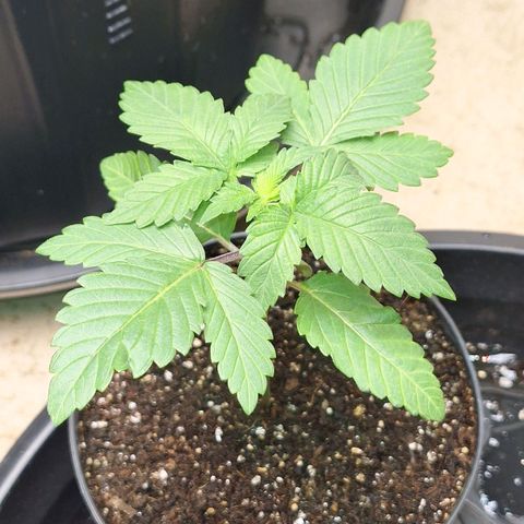 Mataro Blue Fem growlog timeline photo