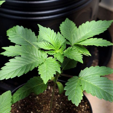 Mataro Blue Fem growlog timeline photo