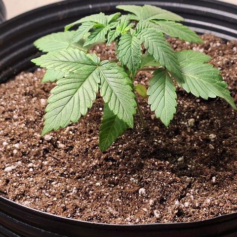 Mataro Blue Fem growlog timeline photo